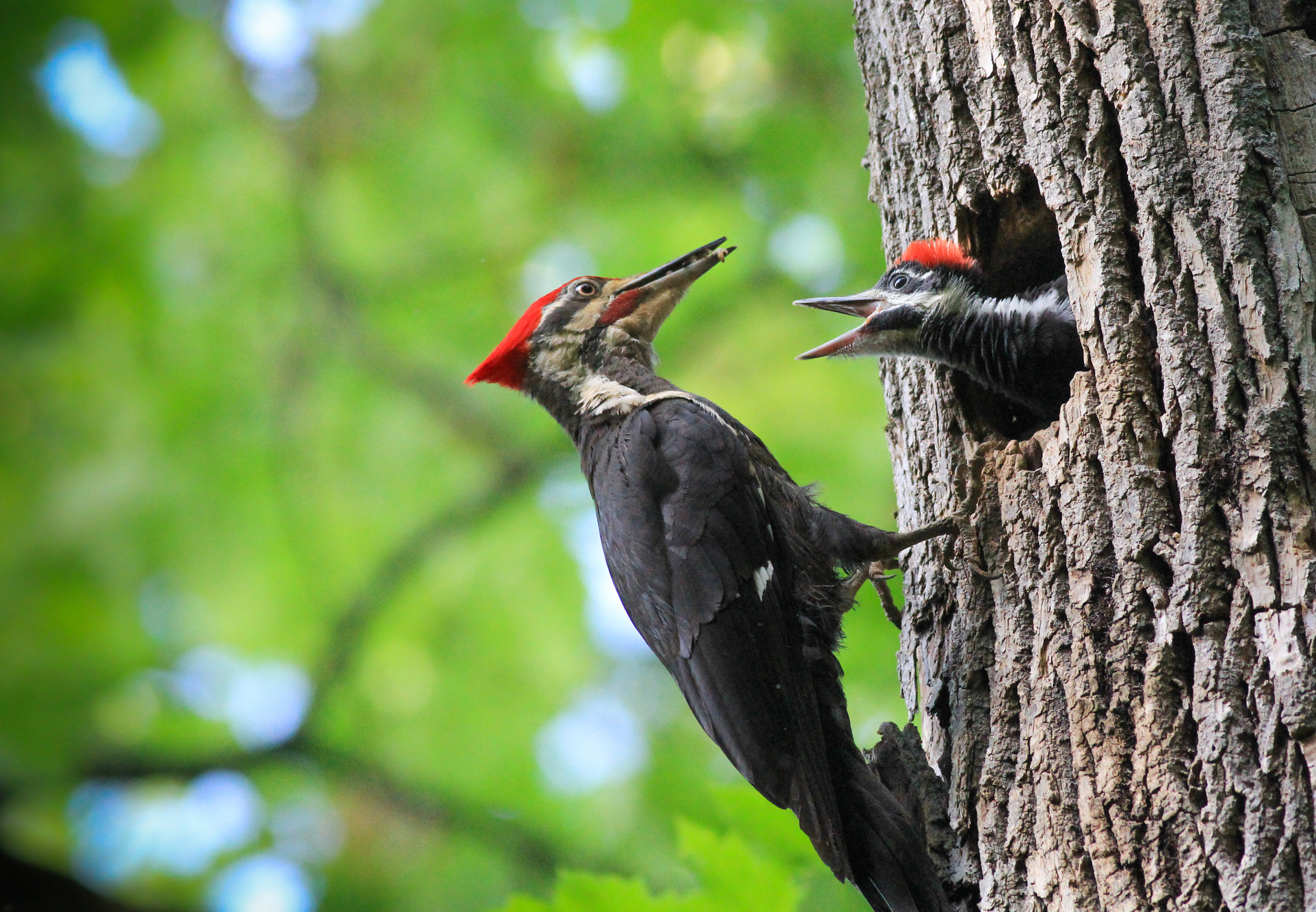 Canon EOS 60D + Canon EF 400mm F5.6L USM sample photo. Woodpecker family photography