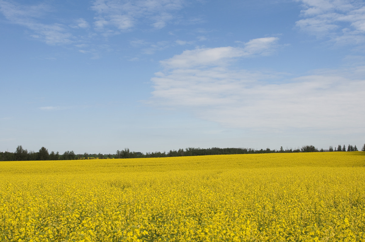 Nikon D90 + Nikon AF-S Nikkor 28mm F1.8G sample photo. Canola field photography