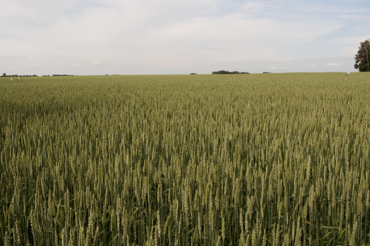 Nikon D90 + Nikon AF-S Nikkor 28mm F1.8G sample photo. Wheat field photography