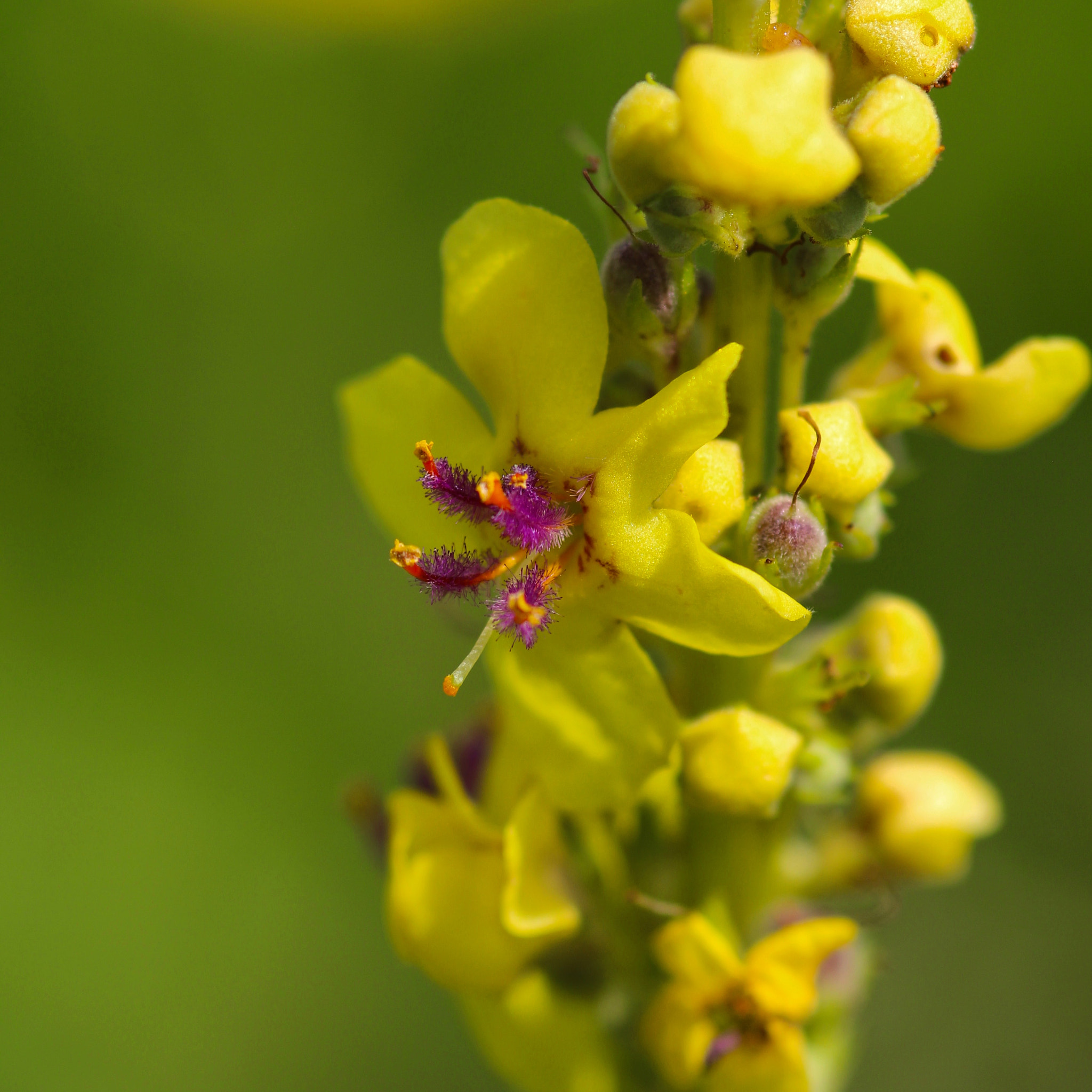 Sigma 105mm F2.8 EX DG Macro sample photo. The summer photography
