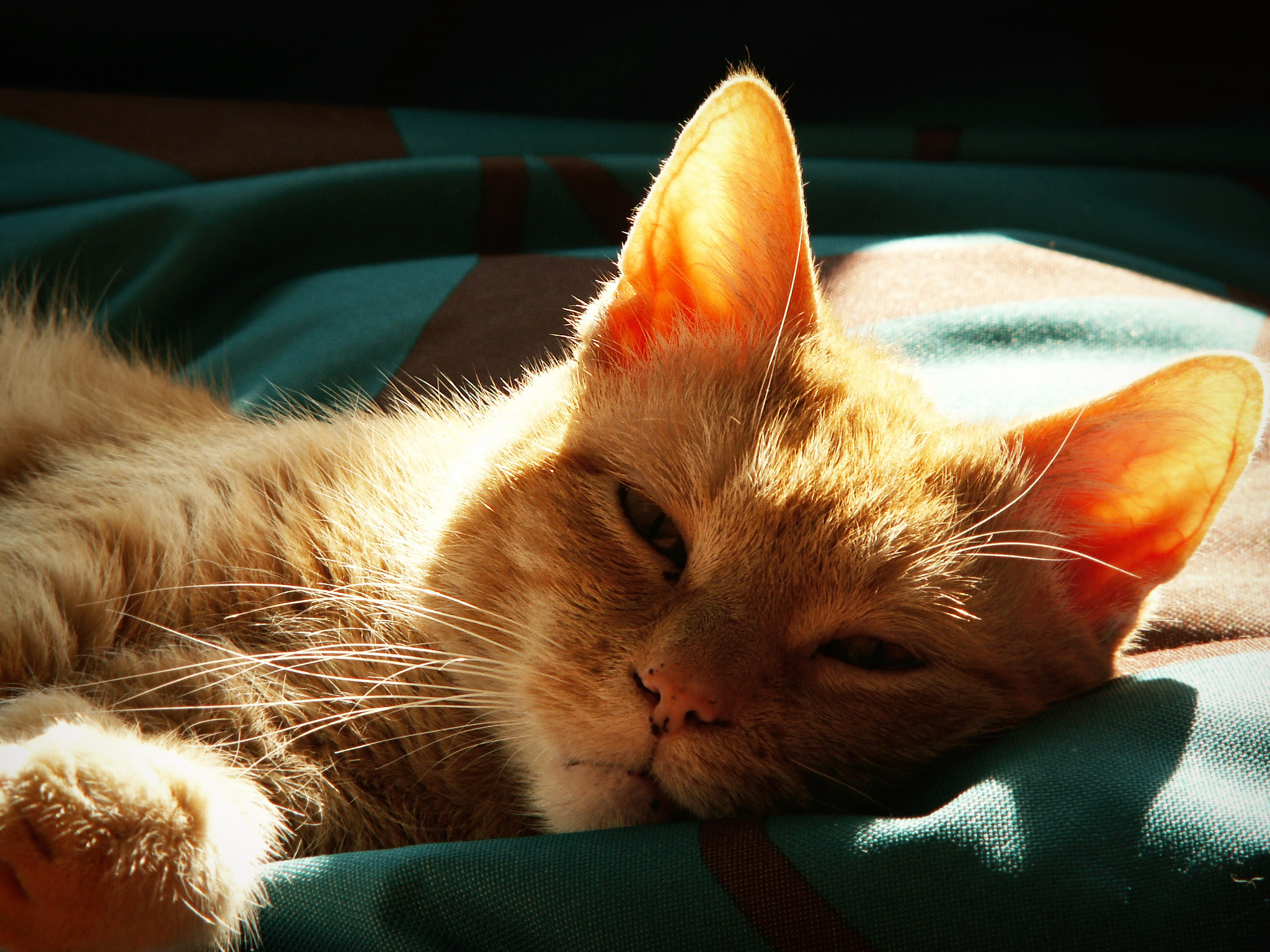 KONICA MINOLTA DiMAGE Z5 sample photo. Relaxing in the sunshine photography