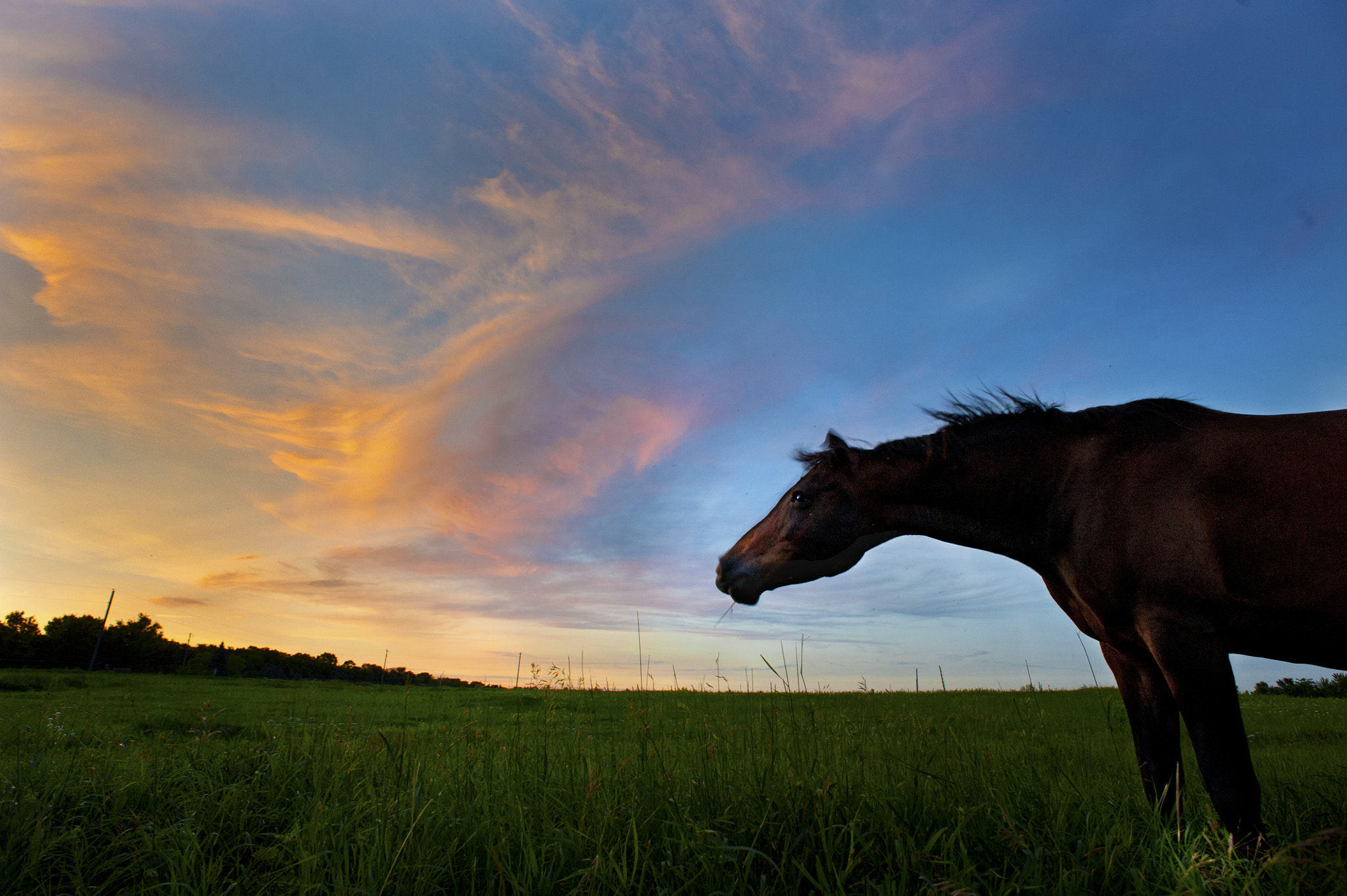 Nikon D700 + Nikon AF Nikkor 20mm F2.8D sample photo. Horse in the sunset photography