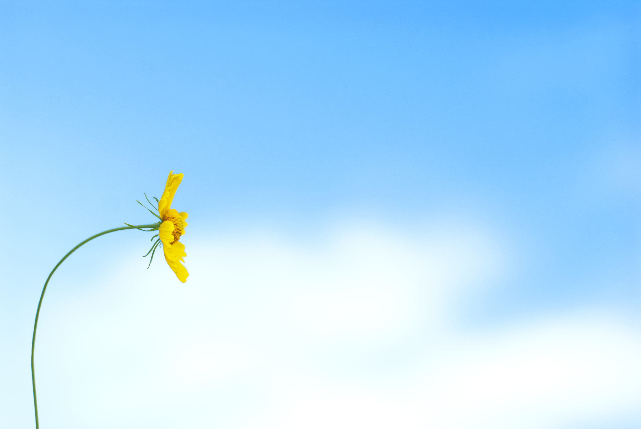 Nikon D60 + Nikon AF-S Nikkor 50mm F1.4G sample photo. Lonely flower under the sky photography