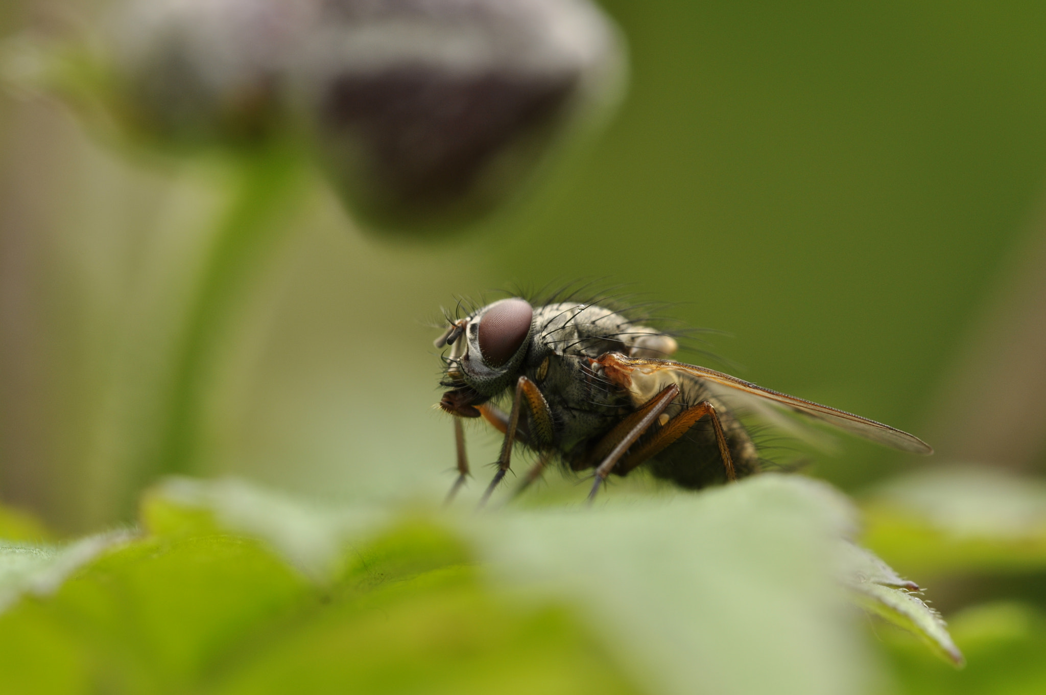 Sigma 150mm F2.8 EX DG OS Macro HSM sample photo. Fly_macro01 photography