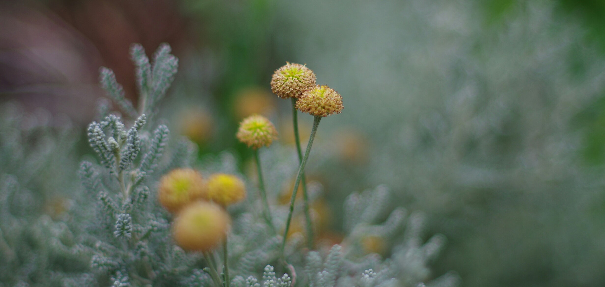 Pentax K-30 + A Series Lens sample photo. Blooms photography