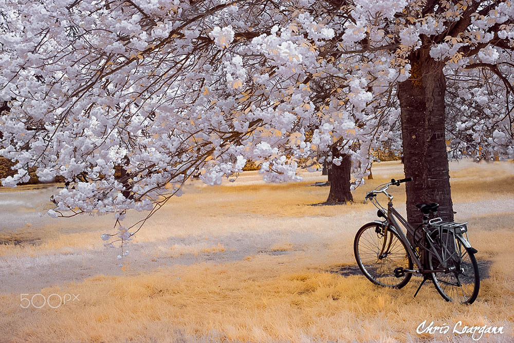 Canon EOS 40D sample photo. Under the cherry tree photography