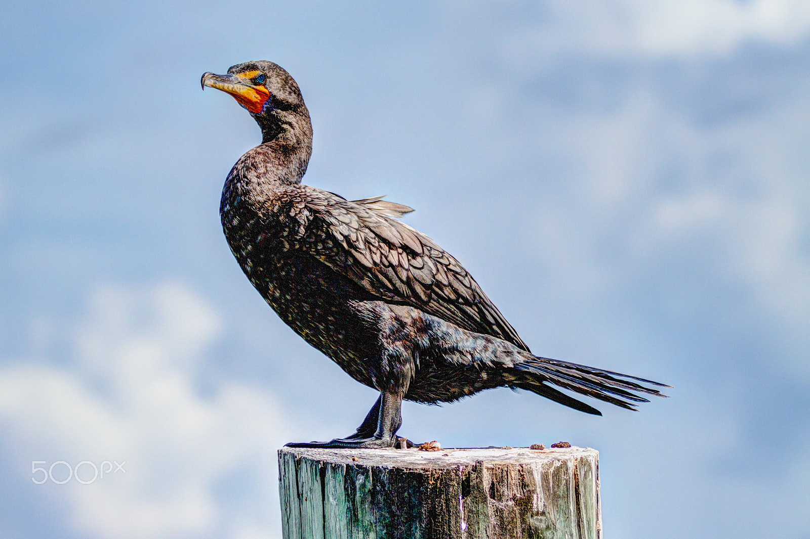 Canon EF 70-200mm F2.8L IS II USM sample photo. Cormorant photography