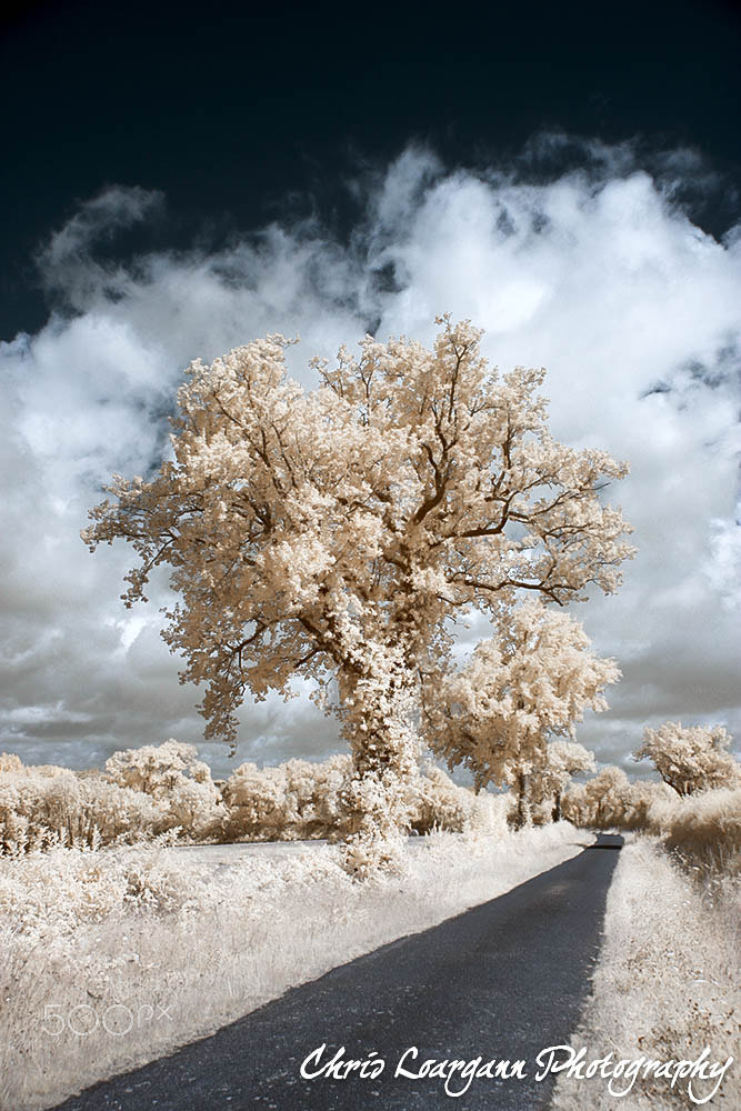 Canon EOS 40D sample photo. The road and the tree photography