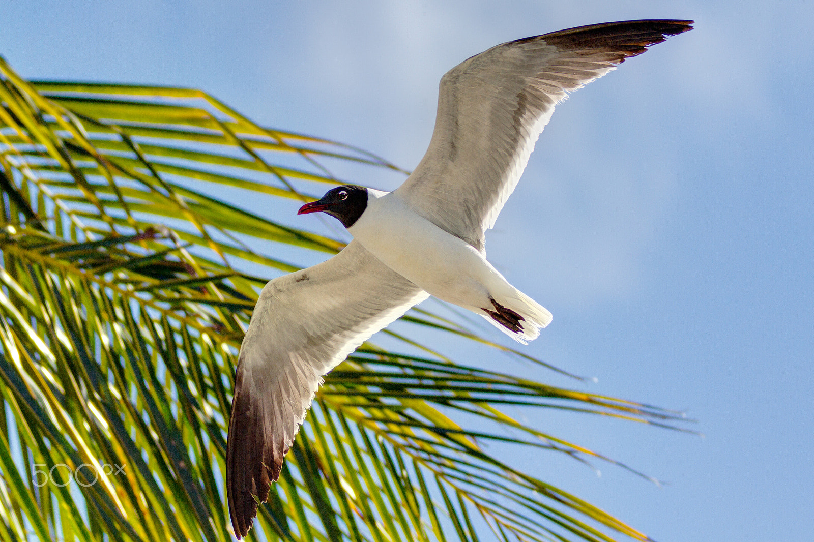 Canon EF 70-200mm F2.8L IS II USM sample photo. Seagull photography