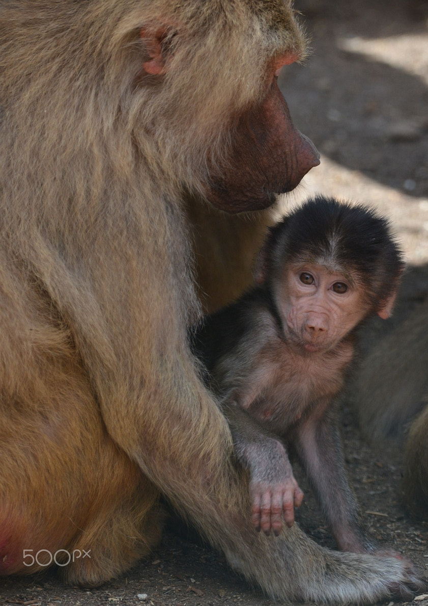 Nikon D800 + Nikon AF-S Nikkor 400mm F2.8G ED VR II sample photo. Dsc_5429.jpg photography