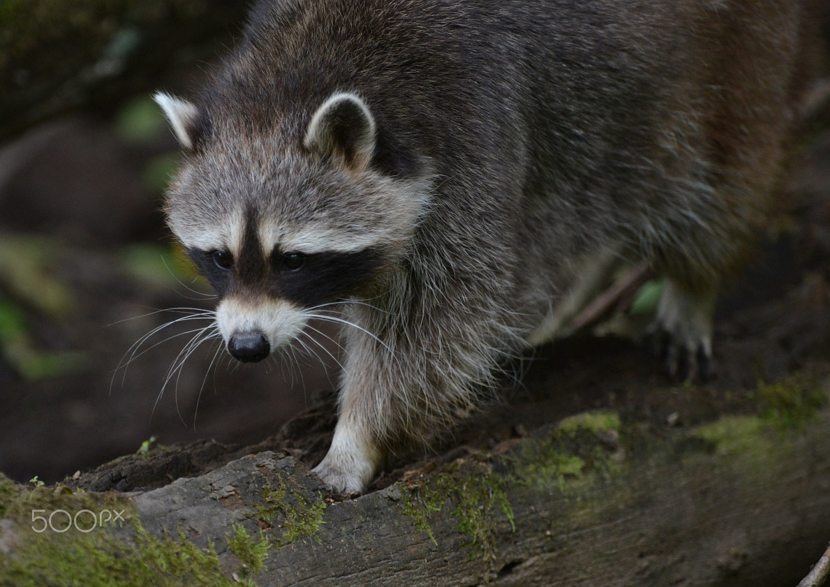 Nikon D800 + Nikon AF-S Nikkor 400mm F2.8G ED VR II sample photo. Dsc_5597.jpg photography