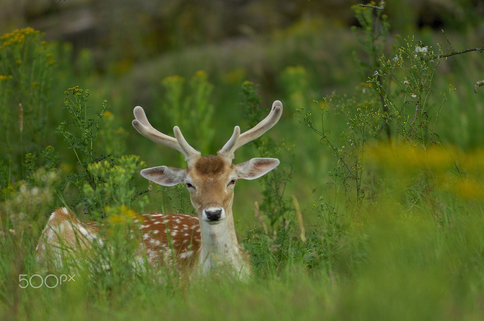 Nikon D2Xs + Nikkor 500mm f/4 P ED IF sample photo. Summer deer photography