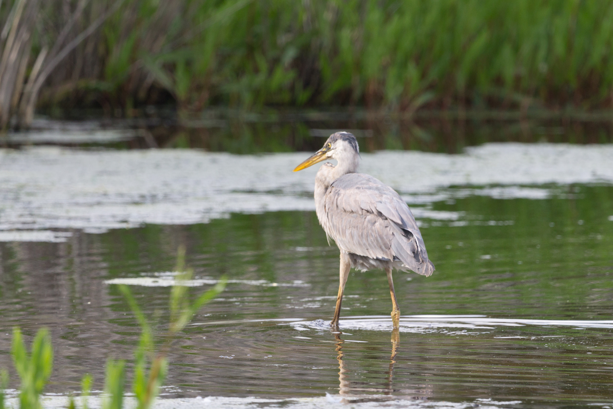 Canon EF 100-400mm F4.5-5.6L IS USM sample photo. Great blue heron photography