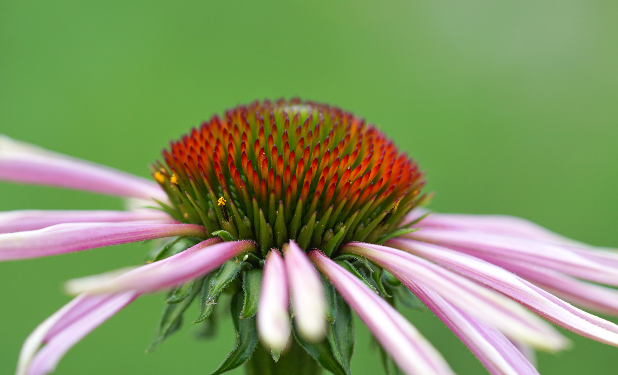 Sony a5100 + Sony FE 90mm F2.8 Macro G OSS sample photo