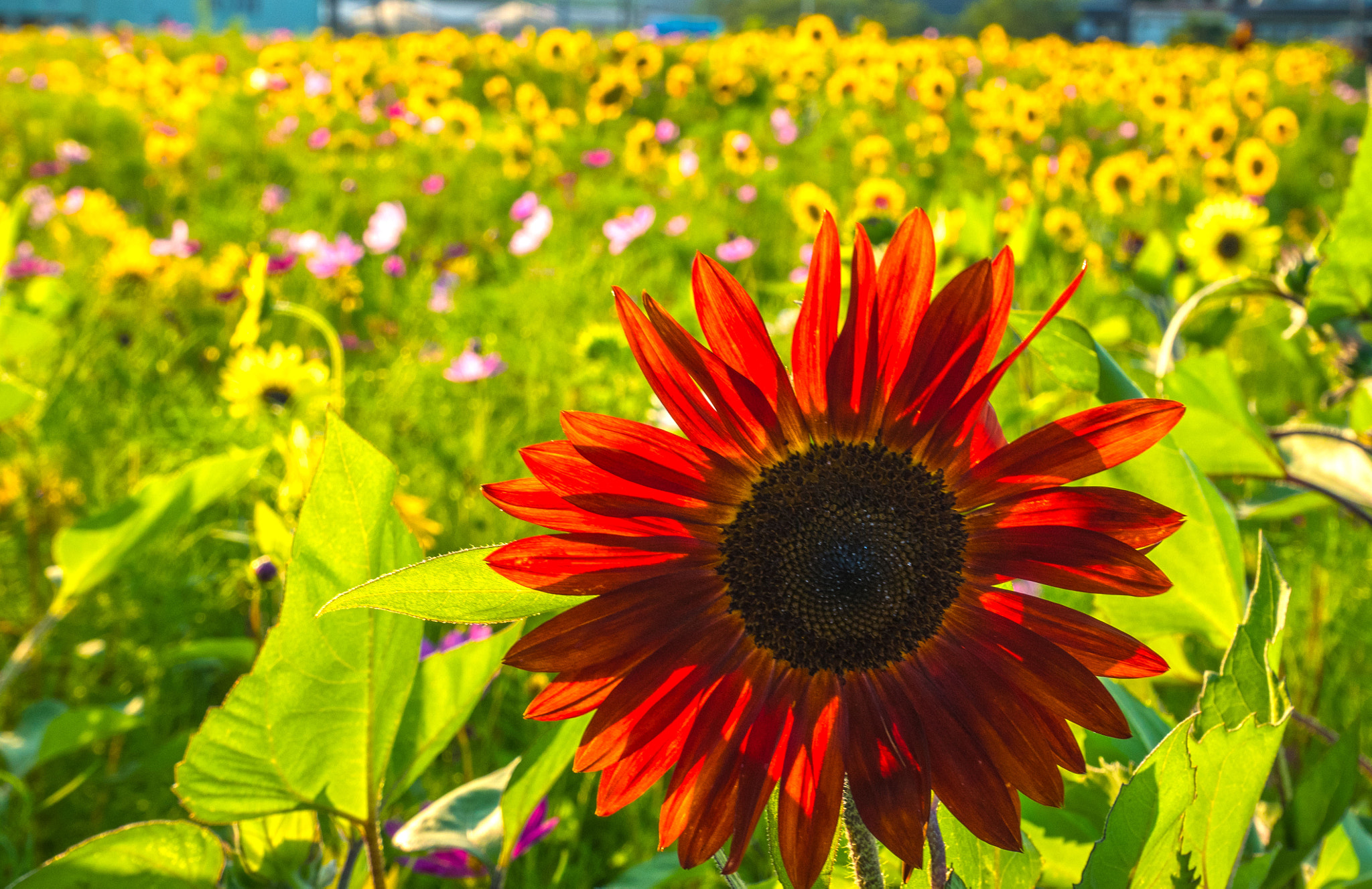 Panasonic Lumix DMC-GM5 sample photo. Red sunflower photography