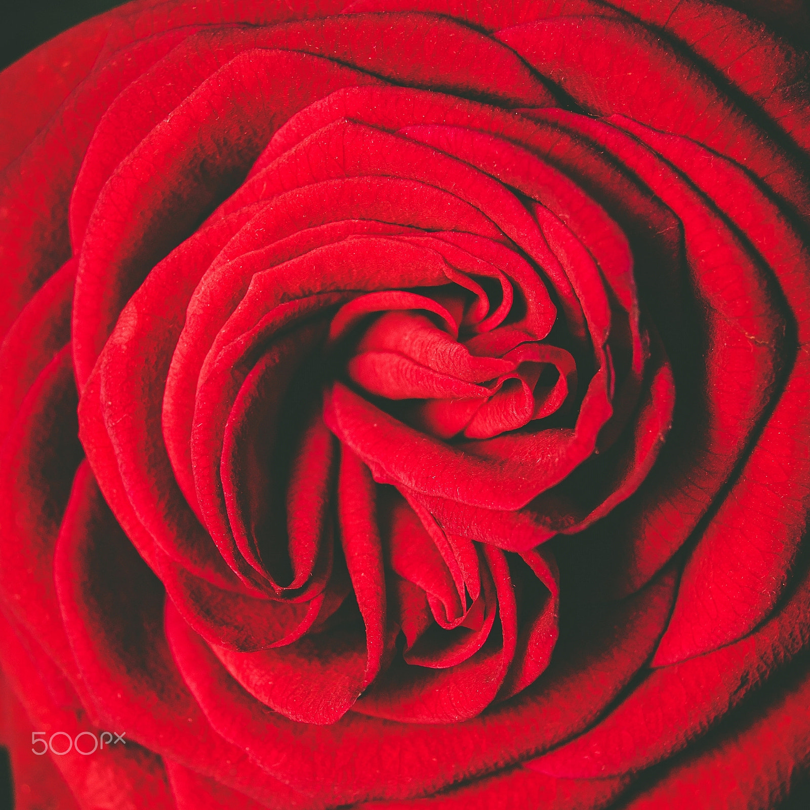 Pentax K-3 sample photo. Red rose photography