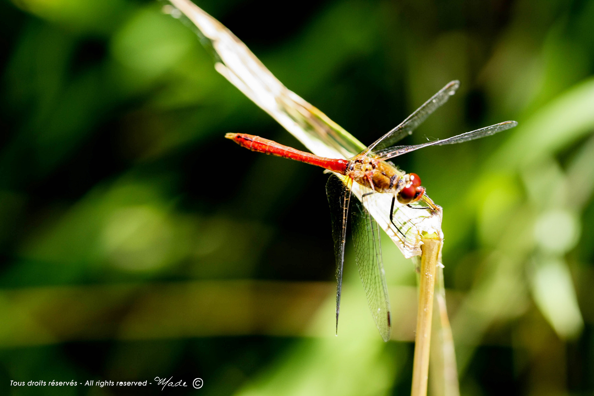 Canon EOS 1000D (EOS Digital Rebel XS / EOS Kiss F) sample photo. Red one photography