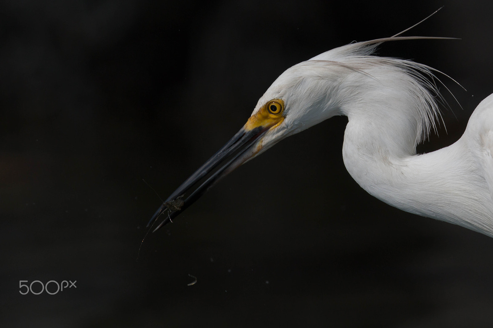 Canon EF 400mm F4 DO IS II USM sample photo. Snowy egret with grass shrimp photography