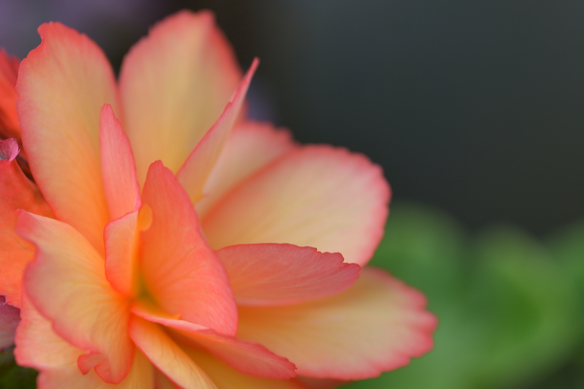 Sigma 105mm F2.8 EX DG Macro sample photo. The  petal 1 photography