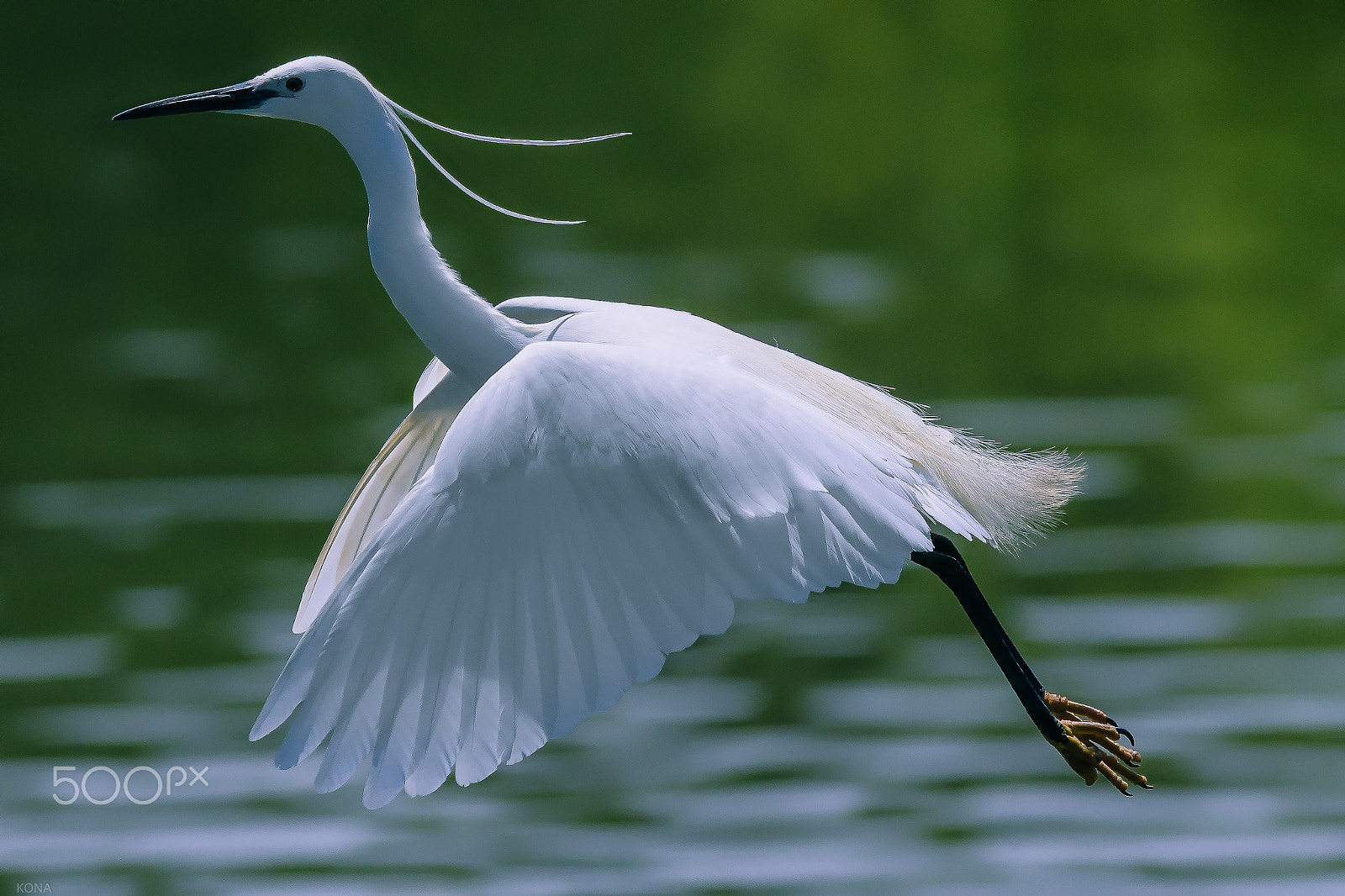 Nikon AF-S Nikkor 400mm F2.8G ED VR II sample photo. Sagi photography
