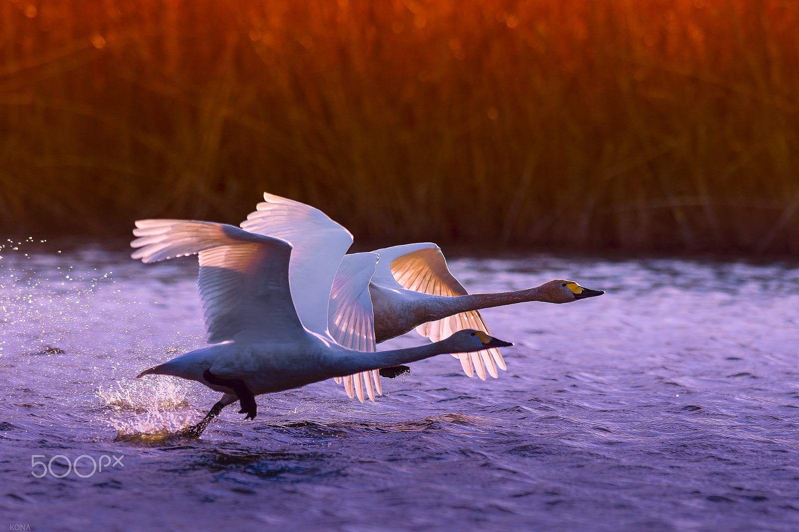 Nikon AF-S Nikkor 400mm F2.8G ED VR II sample photo. Swan photography