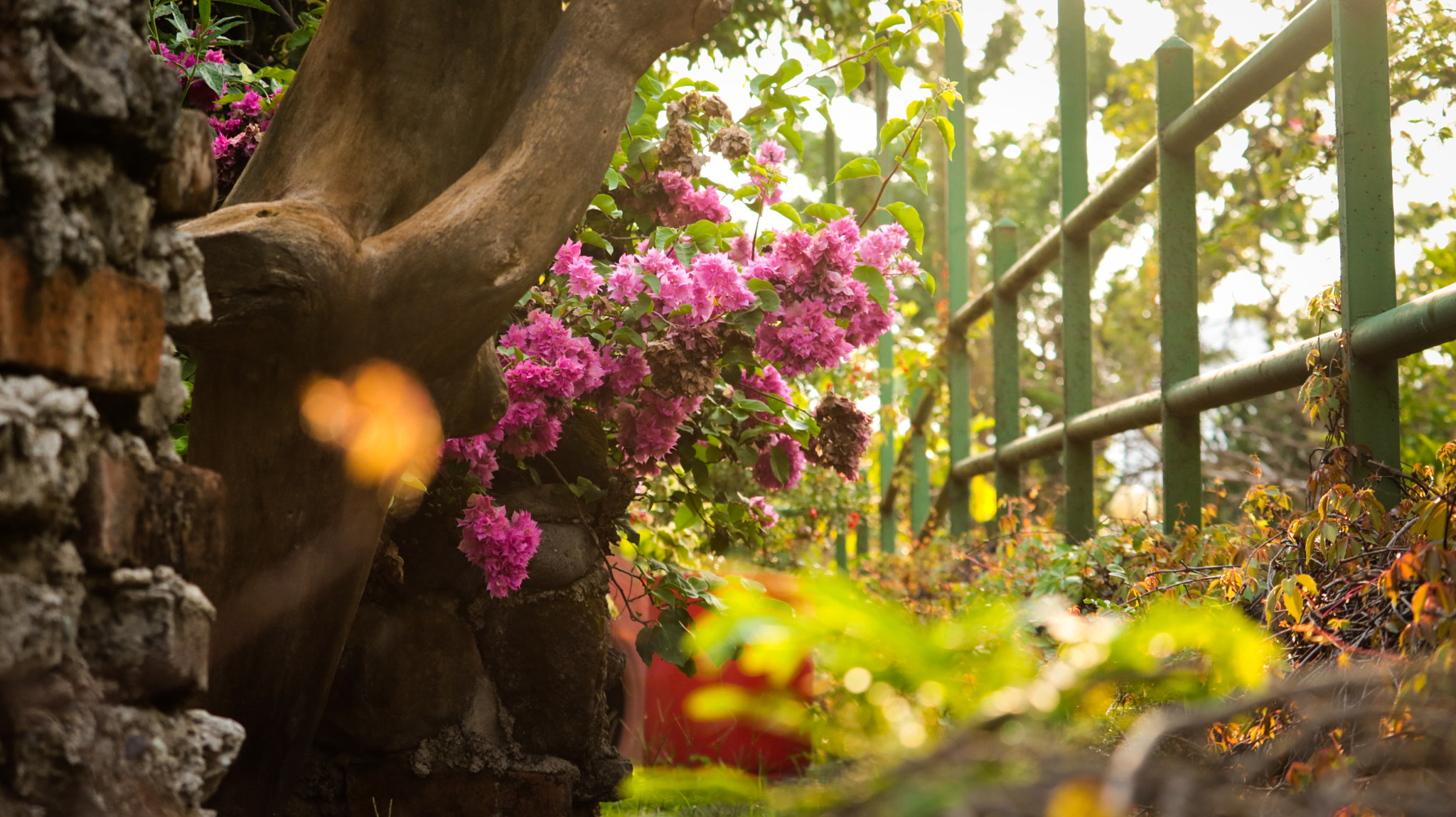 Canon EF-S 55-250mm F4-5.6 IS STM sample photo. The colors of nature. photography