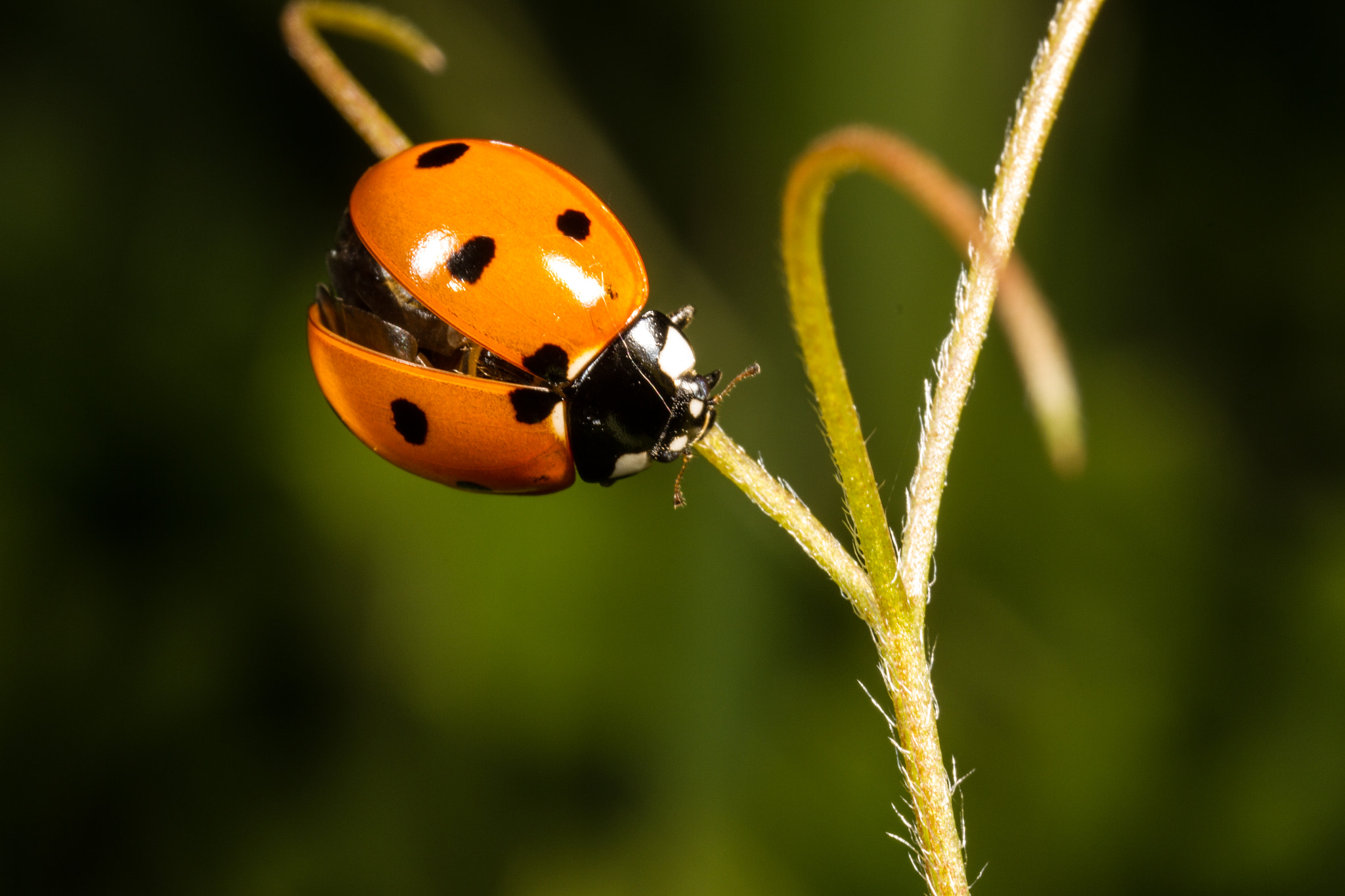 Canon MP-E 65mm F2.5 1-5x Macro Photo sample photo. Take flight photography