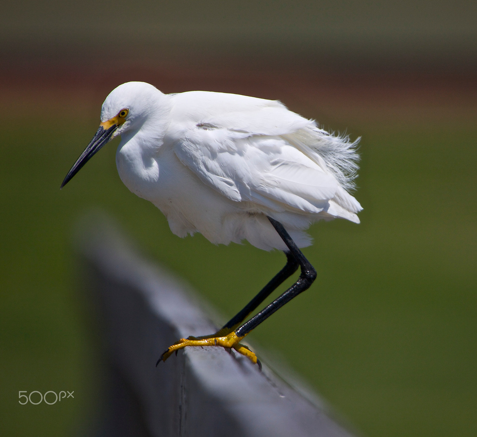 Canon EOS 50D sample photo. Waiting for dinner.. photography