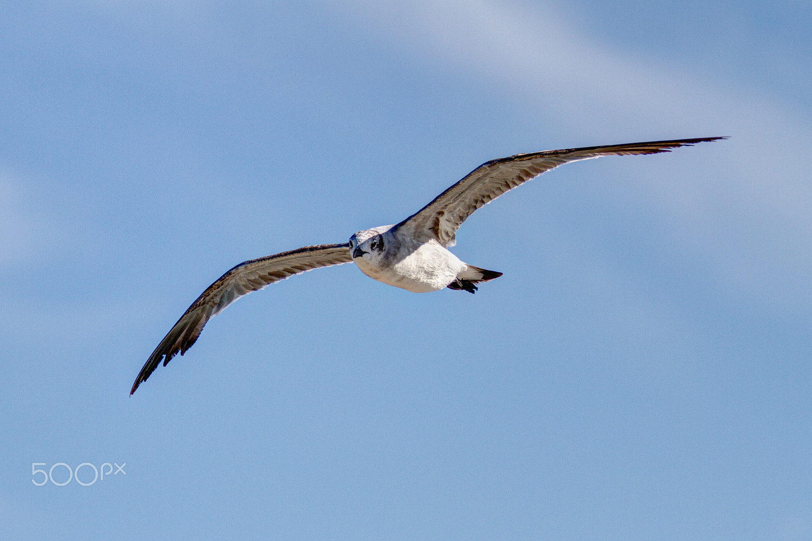 Canon EF 70-200mm F2.8L IS II USM sample photo. Seagull photography