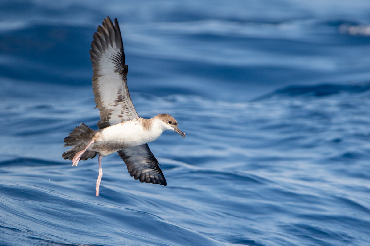 Canon EOS 7D Mark II + Canon EF 200-400mm F4L IS USM Extender 1.4x sample photo. Great shearwater photography