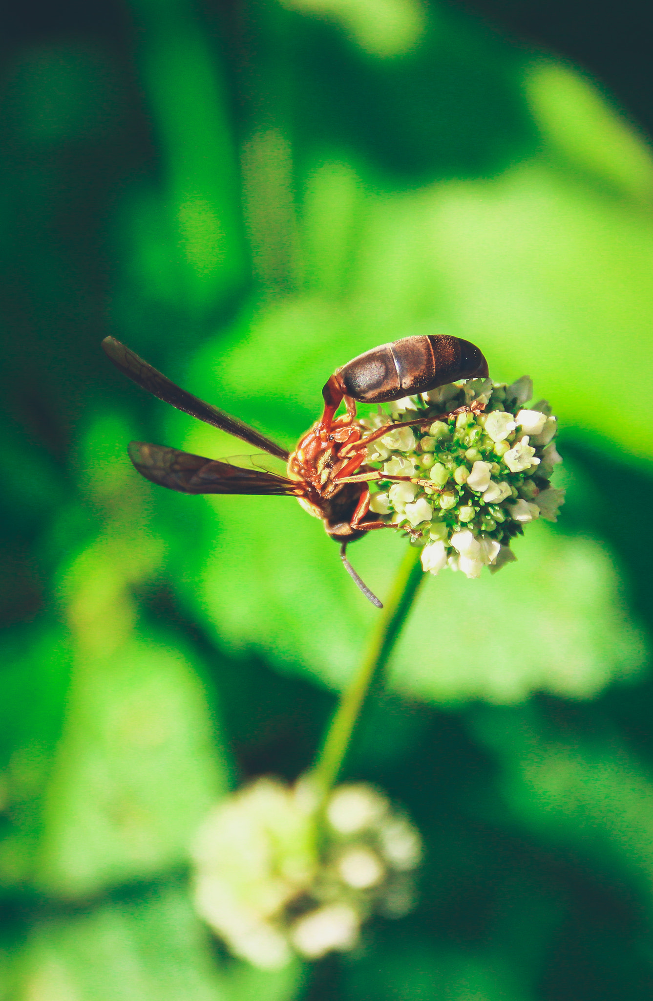 Canon EOS 500D (EOS Rebel T1i / EOS Kiss X3) sample photo. Wasp photography