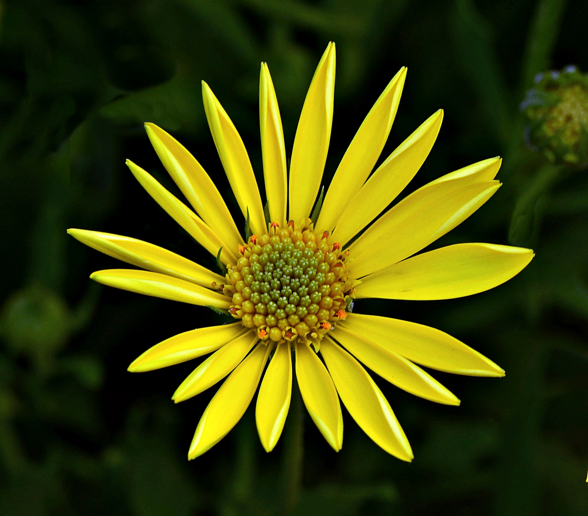 Tamron SP 70-200mm F2.8 Di VC USD sample photo. Yellow daisy photography