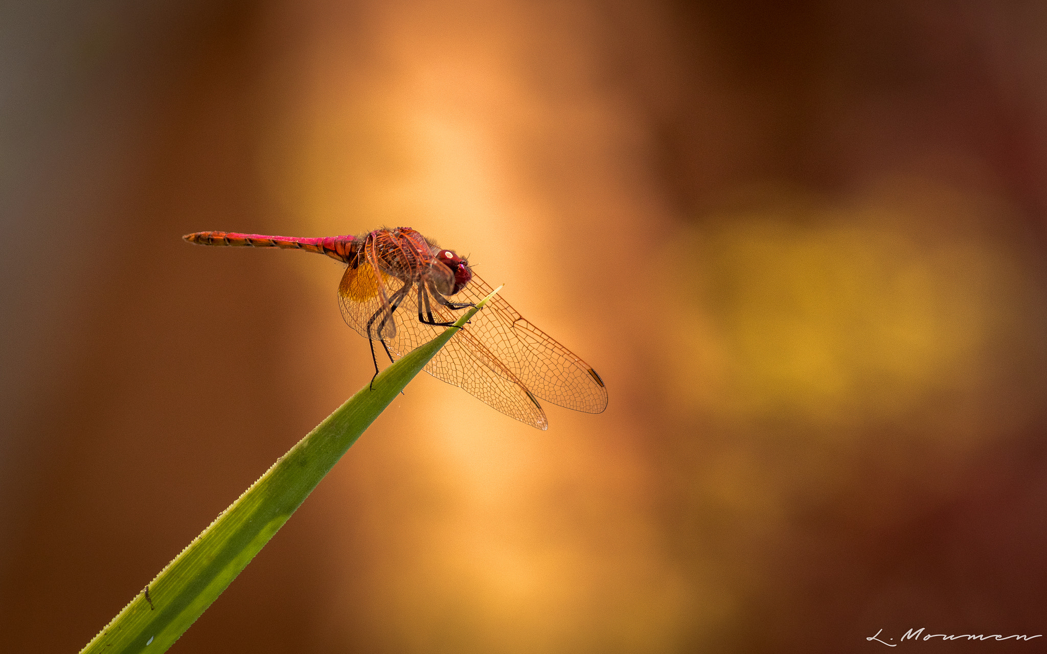 Canon EOS 750D (EOS Rebel T6i / EOS Kiss X8i) sample photo. Dragonfly photography