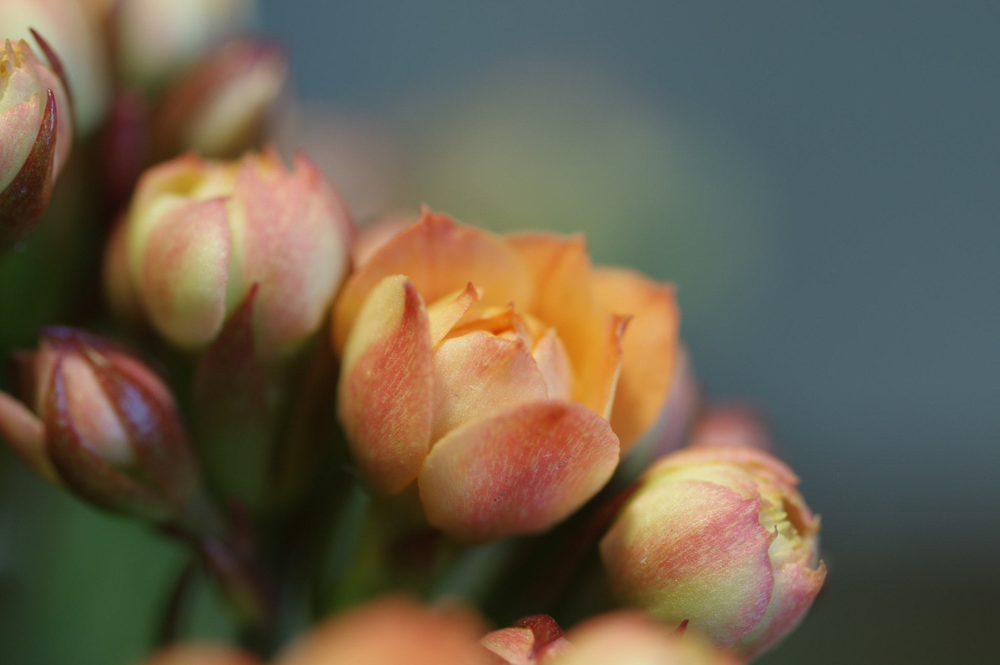 Pentax K-3 + Pentax smc D-FA 50mm F2.8 Macro sample photo