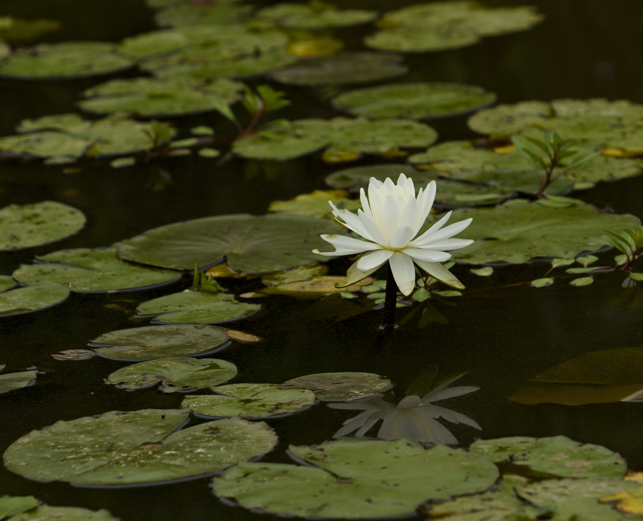Canon EF 70-200mm F2.8L USM sample photo. 28035799126.jpg photography