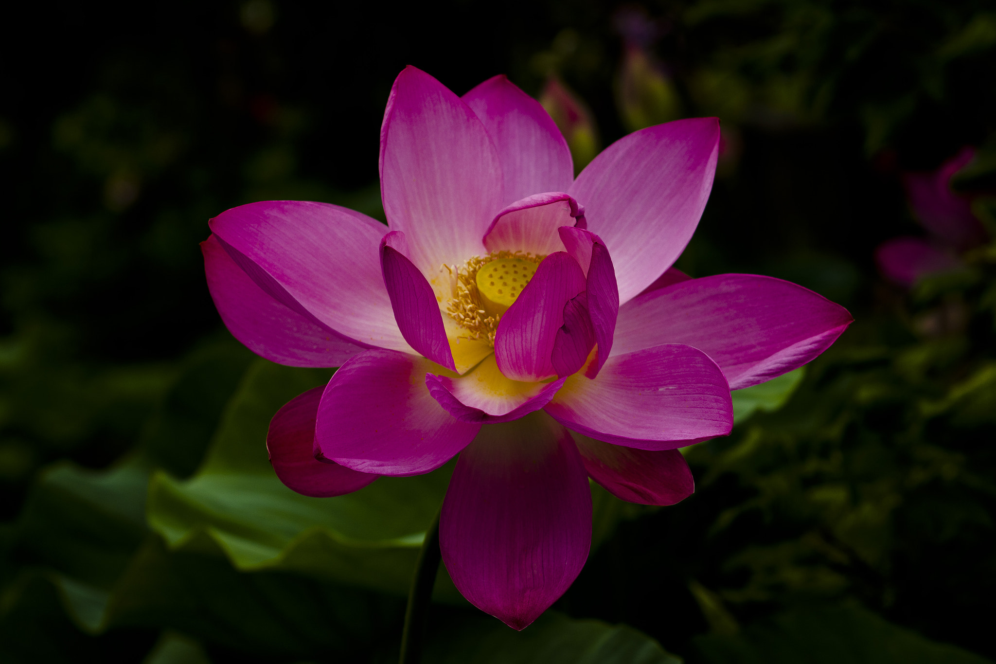 Canon EF 70-200mm F2.8L USM sample photo. 28035799826.jpg photography
