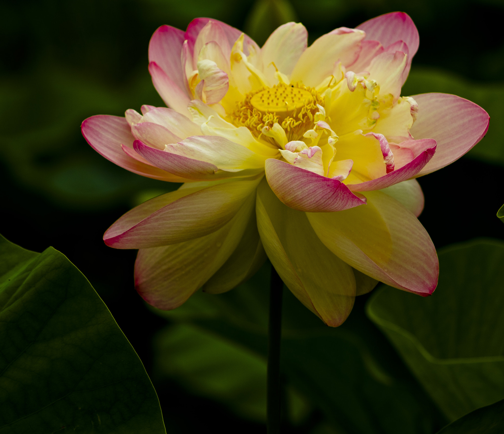 Canon EF 70-200mm F2.8L USM sample photo. 27788972500.jpg photography