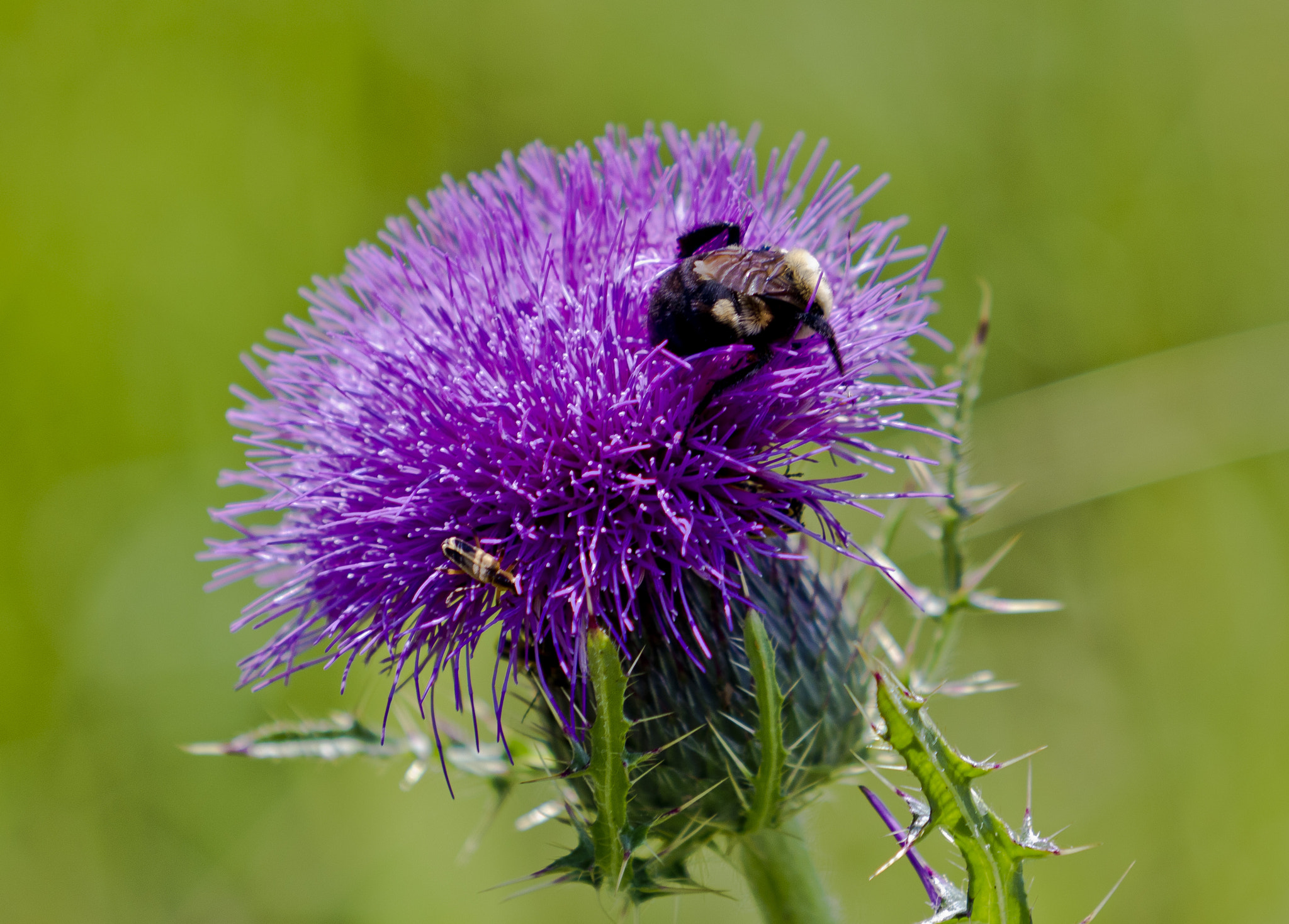 Canon EF 70-200mm F2.8L USM sample photo. 27805619982.jpg photography
