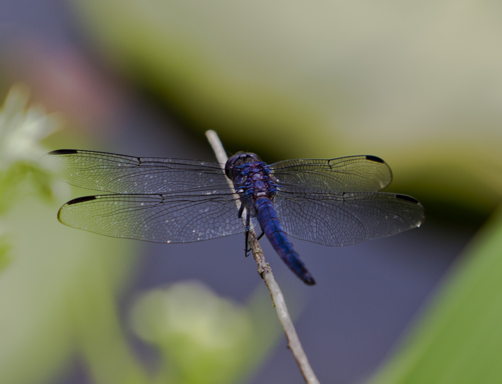 Canon EF 70-200mm F2.8L USM sample photo. 27847123405.jpg photography