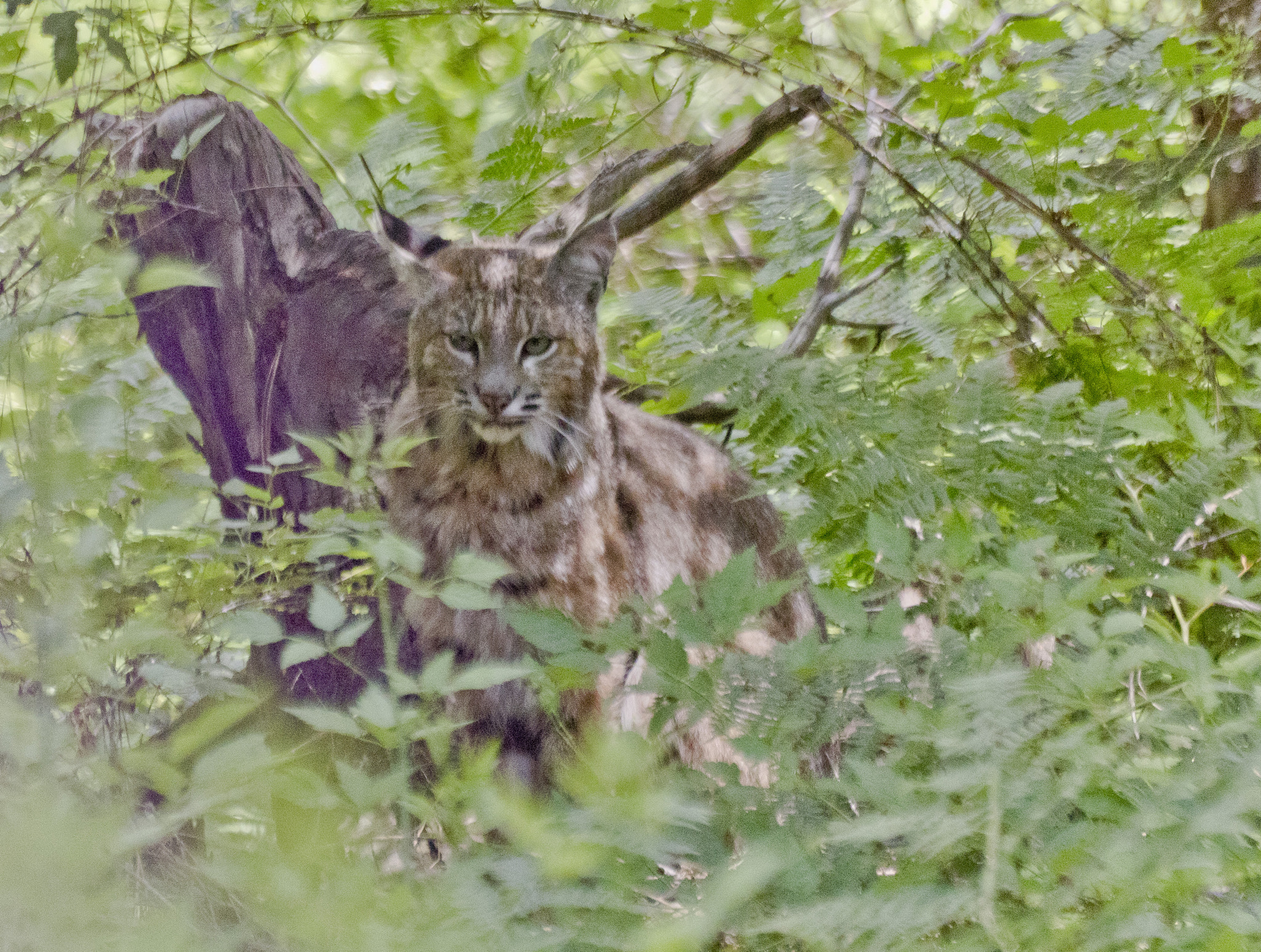 Sigma 70-300mm F4-5.6 APO DG Macro sample photo. 27548572780.jpg photography