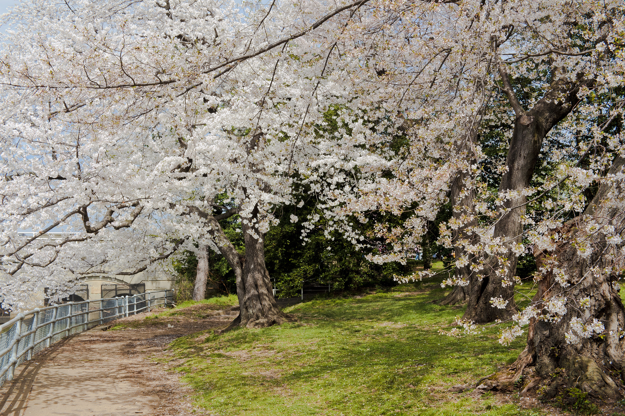 Canon EF-S 24mm F2.8 STM sample photo. 26035951935.jpg photography