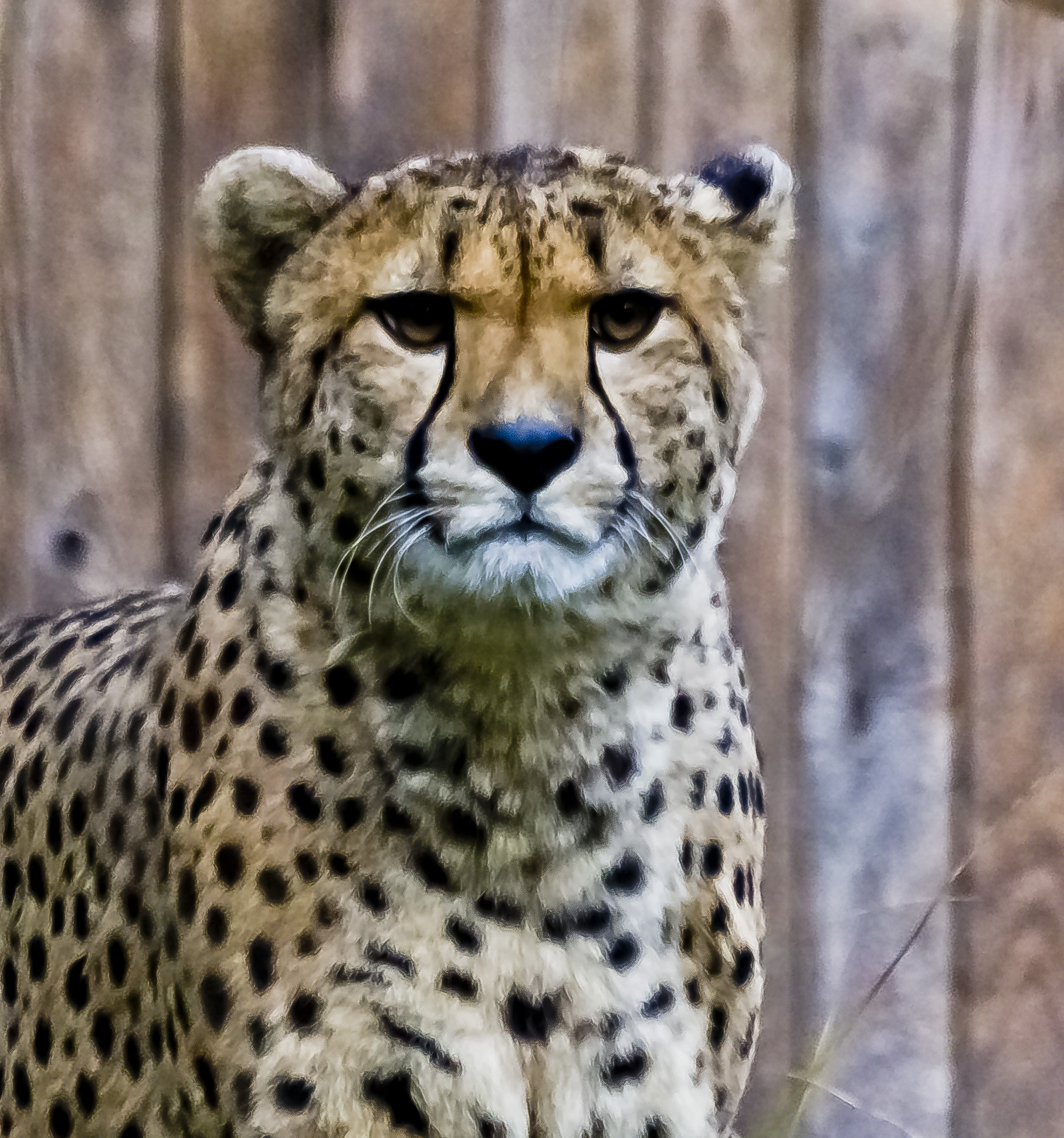 Sigma 70-300mm F4-5.6 APO DG Macro sample photo. 23347945866.jpg photography