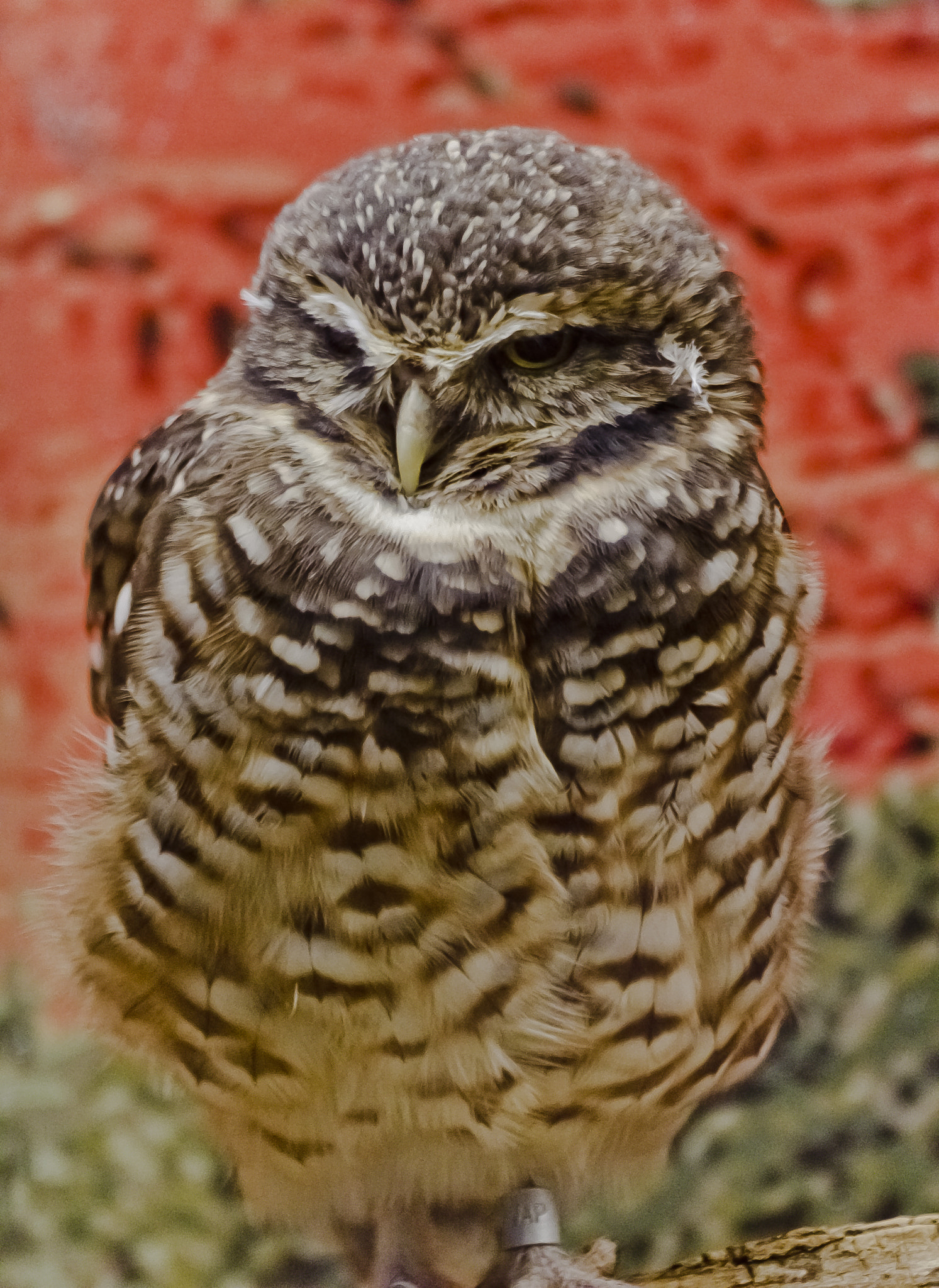Sigma 70-300mm F4-5.6 APO DG Macro sample photo. 22746932513.jpg photography