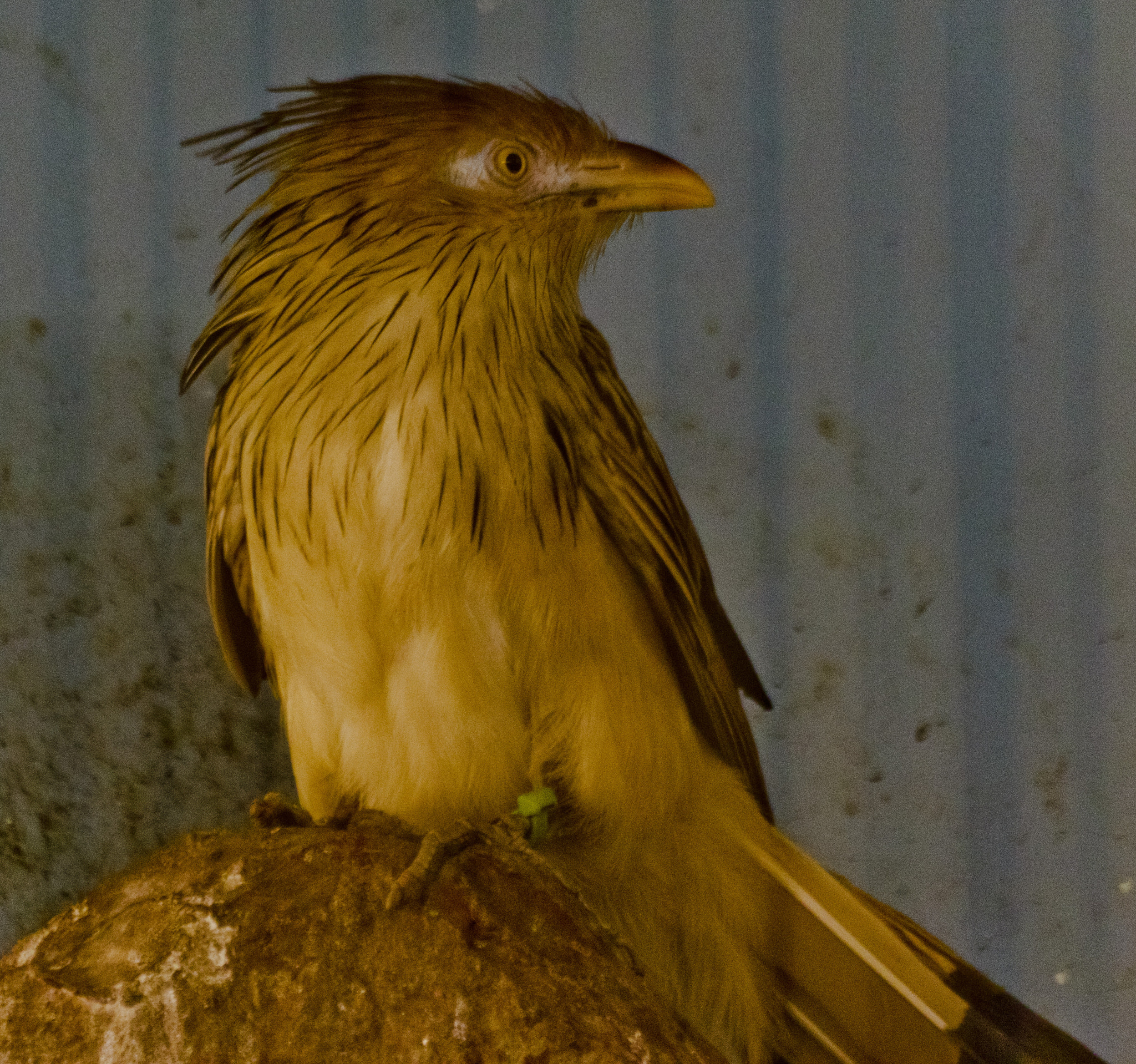 Sigma 70-300mm F4-5.6 APO DG Macro sample photo. 23374073575.jpg photography