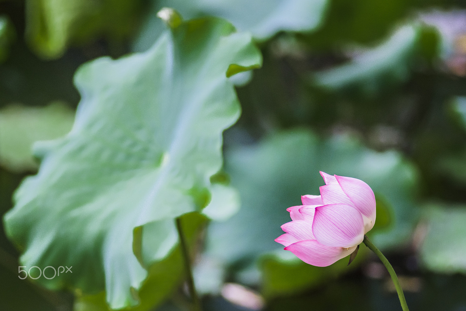 Nikon D810 + Nikon AF Nikkor 180mm F2.8D ED-IF sample photo. Lotus in the moring photography