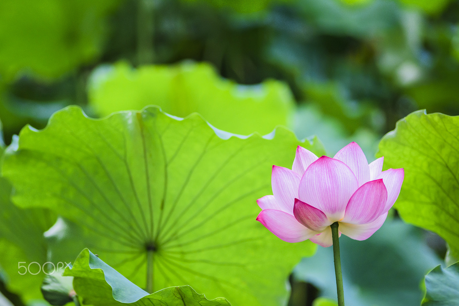 Nikon AF Nikkor 180mm F2.8D ED-IF sample photo. Lotus in the moring photography
