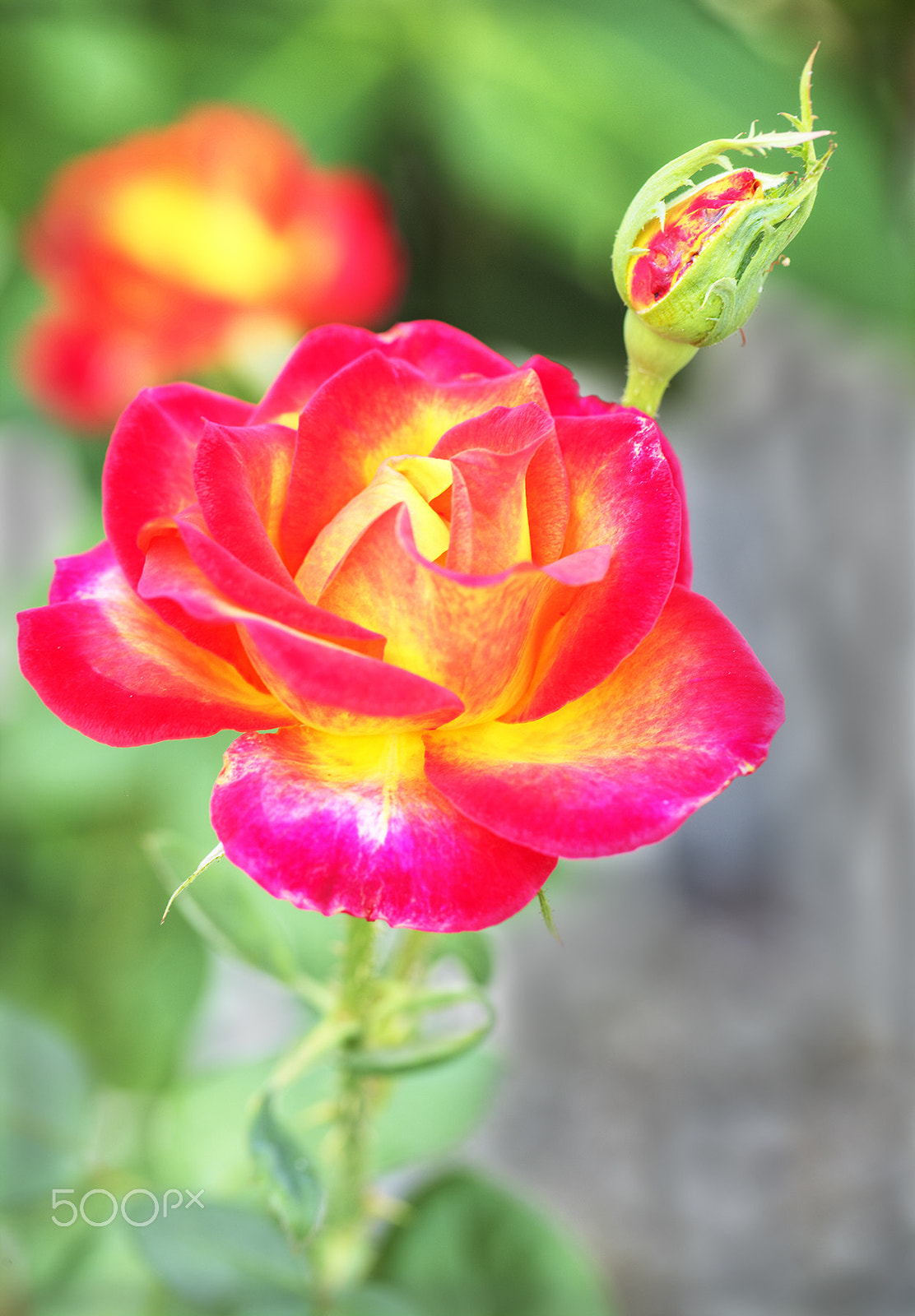 Canon EOS 5DS + Canon EF 100mm F2.8L Macro IS USM sample photo. Default photography