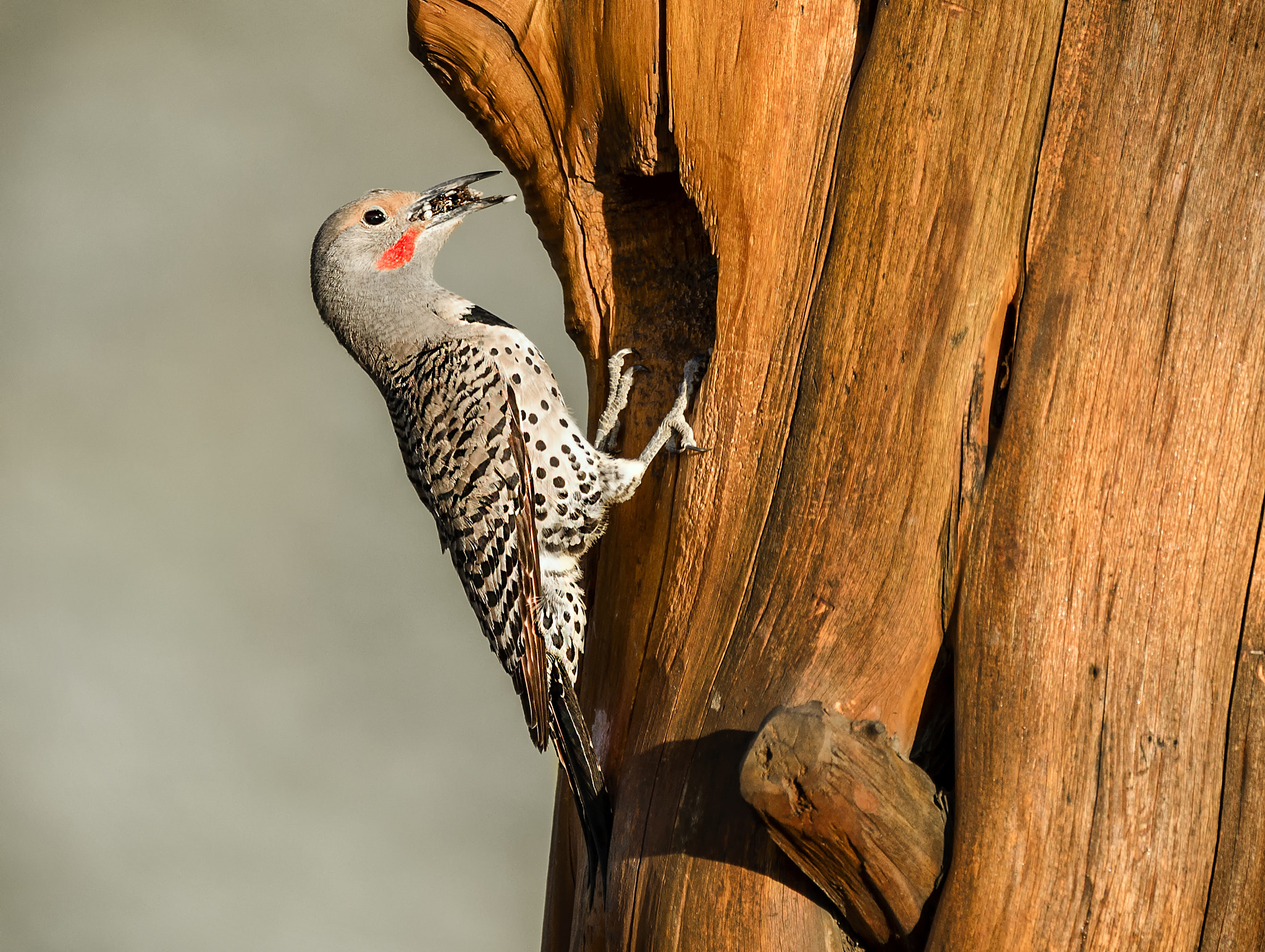 Sigma 150-600mm F5-6.3 DG OS HSM | C sample photo. Come and get it photography