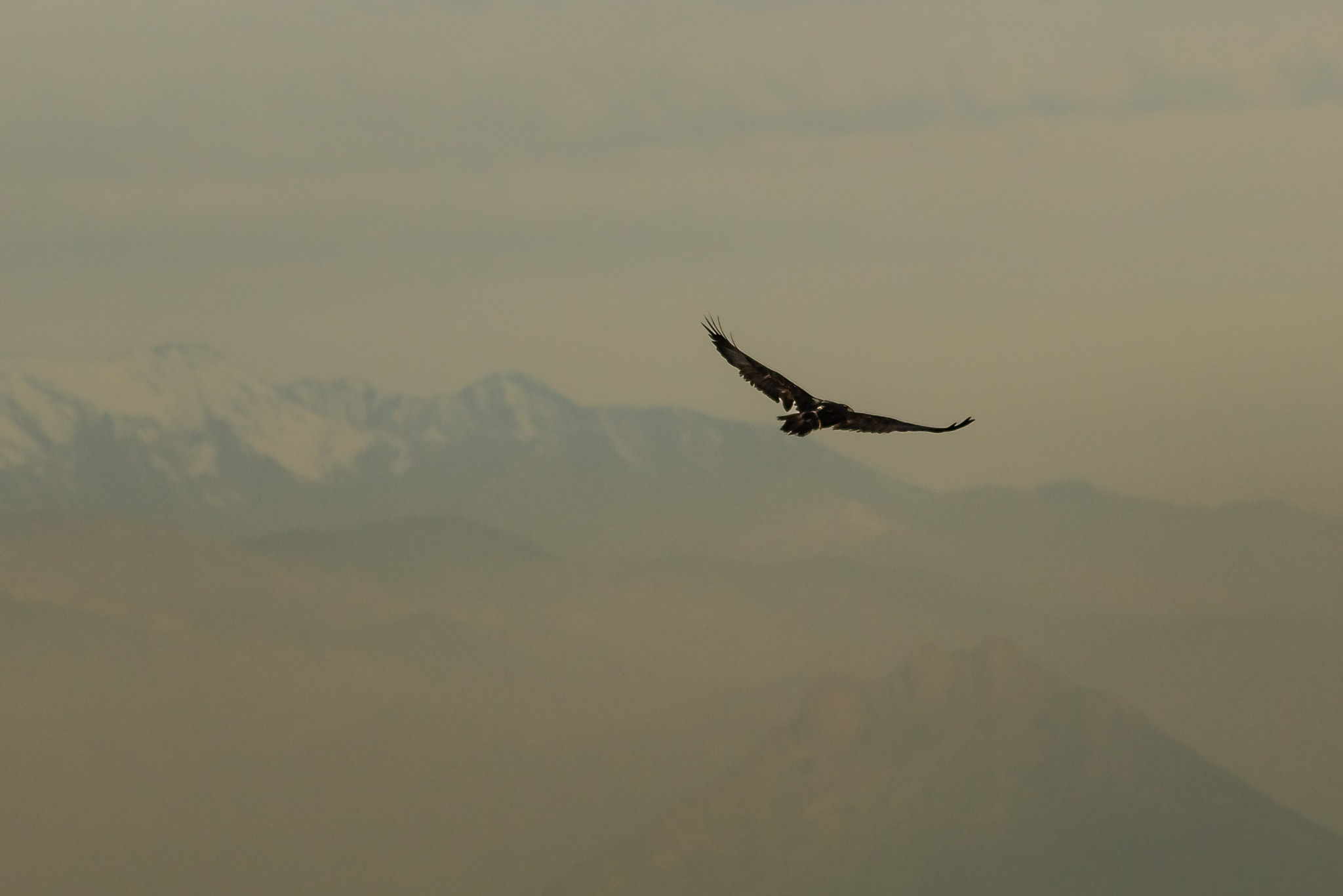 Sigma 150-500mm F5-6.3 DG OS HSM sample photo