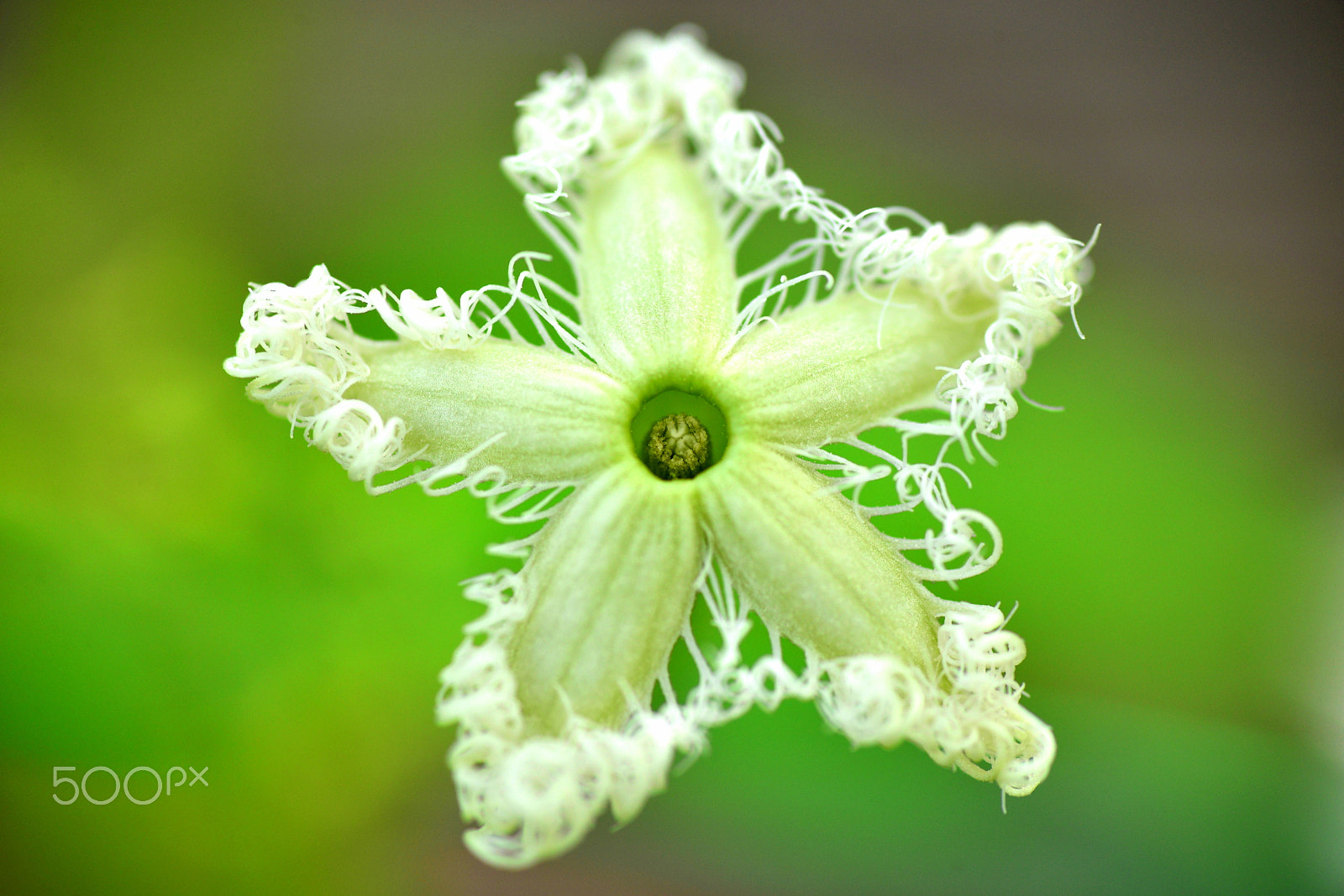 Nikon D600 sample photo. Like a lace. photography